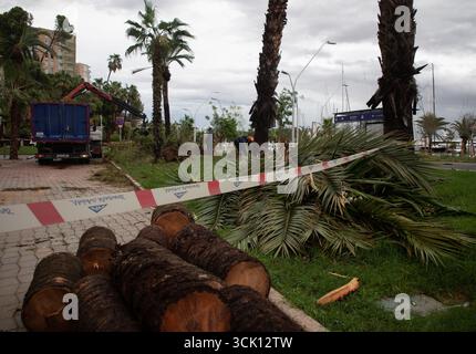Palma, Espagne. 09th Sep, 2025. Des arbres tombés se trouvent sur la promenade de la plage à Palma. Crédit : Clara Margais/dpa/Alamy Live News Banque D'Images