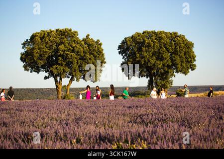 Madrid, Espagne 1 août 2024 les gens profitent d'une journée ensoleillée dans un champ de lavande avec deux arbres à l'horizon. Une scène vibrante de gens au milieu d'une somme florissante Banque D'Images