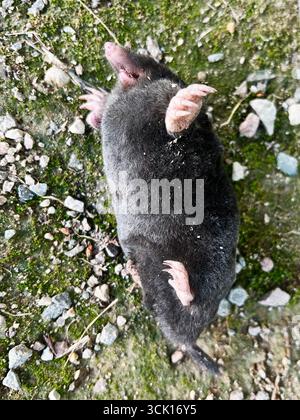 Taupe morte sans vie posée sur un sol couvert de mousse, représentant un terrain forestier naturel Banque D'Images