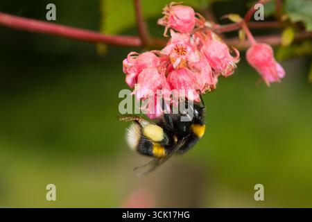 Ouvrier de Bumblebee à queue blanche (Bombus lucorum agg.) Se nourrissant des fleurs de Neillia dans un jardin. Powys, pays de Galles. Juin. Banque D'Images