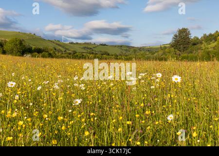 Marguerites Ox-Eye et papillons fleurissant dans un pré de foin sur une ferme biologique. Powys, pays de Galles. Juin. Banque D'Images