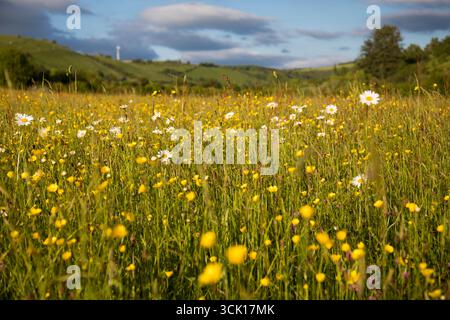 Marguerites Ox-Eye et papillons fleurissant dans un pré de foin sur une ferme biologique. Powys, pays de Galles. Juin. Banque D'Images