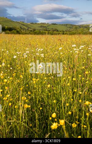 Marguerites Ox-Eye et papillons fleurissant dans un pré de foin sur une ferme biologique. Powys, pays de Galles. Juin. Banque D'Images
