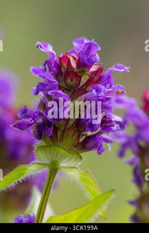 Commune Auto-guérison (Prunella vulgaris) floraison. Powys, pays de Galles. Juillet. Banque D'Images