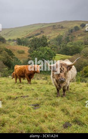 Bétail des Highlands sur une ferme gérée comme une agriculture régénératrice. Ceredigion, pays de Galles. Septembre. Banque D'Images