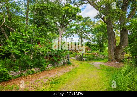 Paisible chemin de jardin avec clôture en bois et vieux arbres menant à la porte et aux rochers couverts de mousse le jour d'été. Suède. Banque D'Images