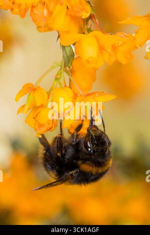 Early Bumblebee |Bombus pratorum) Worlker. Se nourrissant de fleurs de Berberis darwinii dans un jardin. Powys, pays de Galles. Avril. Banque D'Images