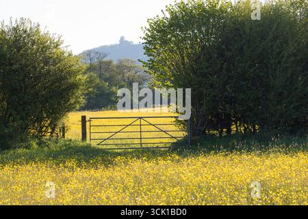Porte à travers une haie entre les prairies sur une ferme biologique. Avec des papillons de prairie en fleurs (Ranunculus acris). Powys, pays de Galles. Mai. Banque D'Images