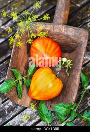 Scène de récolte naturelle avec des tomates Anacoeur héritées colorées placées dans une pelle en bois vintage, entourées de feuilles de tomate et de fleurs d'aneth en fleurs Banque D'Images