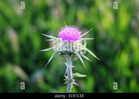 Fleur de chardon violet avec des pointes pointues, gros plan sur fond vert flou. Banque D'Images