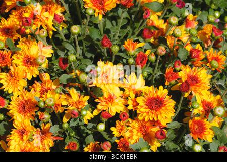 Chrysanthèmes orange vif et rouge en pleine floraison formant un fond floral vif. Fleurs d'automne populaires utilisées pour les jardins, bouquets, décoratifs la Banque D'Images