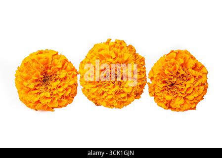 Trois fleurs de Marigold vibrantes isolées sur fond blanc, élément de design. Fleur de cempasuchil mexicaine. Banque D'Images