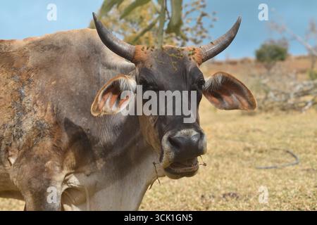 Vache Nelore brune dans les pâturages, race bovine zébu brésilienne Banque D'Images