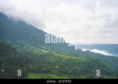 Collines brumeuses et plantations de thé vert au Sri Lanka pendant la pluie. Banque D'Images