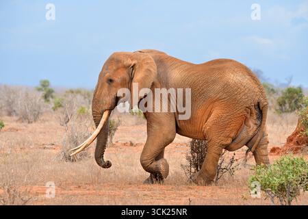 Éléphant d'afrique mâle (Loxodonta africana) avec de grandes défenses marchant dans la savane, parc national de Tsavo East, Kenya Banque D'Images