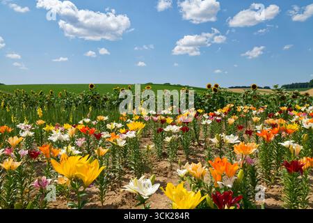 Lys (Lilium) et tournesols (Helianthus) dans un champ près d'Eppingen dans la région de Kraichgau, district de Heilbronn, Bade-Württemberg, Allemagne Banque D'Images