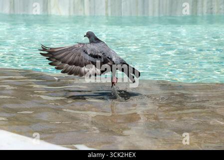 Paloma gris rafcandose y bebiendo en al Agua de una fuente de Agua clara en la ciudad.Paloma comenzado a volar y levantando Agua y salpicandose, Banque D'Images