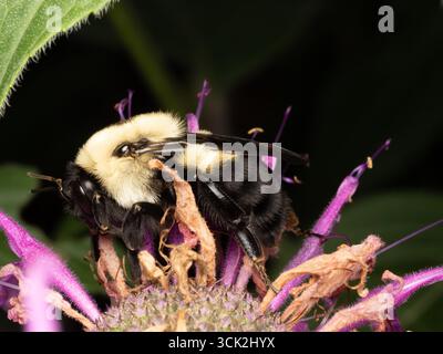 Gros plan macro d'un bourdon photographié de profil recueillant du pollen d'une fleur séchée avec des pétales de fuchsia. Banque D'Images