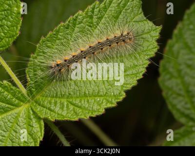 Photographie en gros plan et en grand angle d'un webworm d'automne ou Hyphantria cunea sur une feuille verte. Banque D'Images