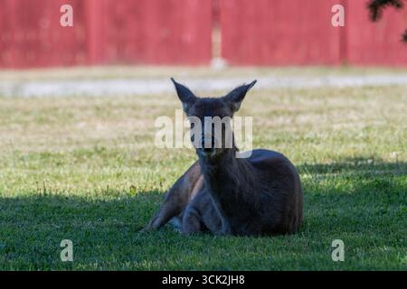 Cerf de Virginie, État de Washington, États-Unis Banque D'Images