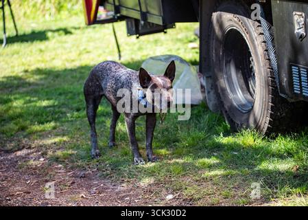 portrait d'un chien heeler bleu Banque D'Images