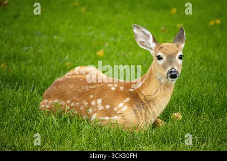Un jeune fauve à queue blanche sur l'herbe ombragée pendant une journée d'été dans la péninsule supérieure du Michigan. Banque D'Images