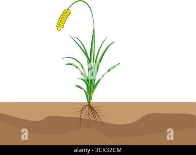 Illustration d'un plant de riz avec des racines, des feuilles vertes et des grains jaunes, représentant les stades de croissance dans le sol. Illustration de Vecteur