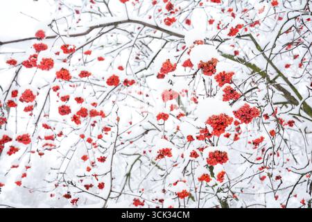 Les baies de Rowan ont couvert de neige. Belles baies rouges mûres de rowan dans le parc d'hiver Banque D'Images