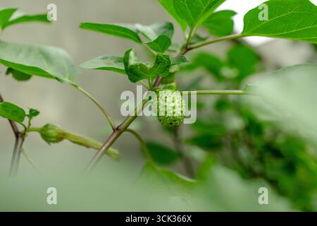 Gros plan de Thorn Apple / Jimson Weed / Datura (Datura stramonium). Banque D'Images