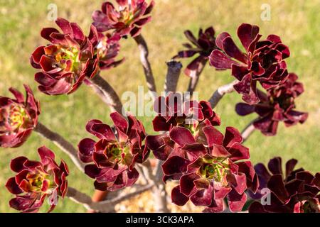 Rouge foncé Aeonium Arboreum Succulent Plant gros plan à la lumière du soleil Banque D'Images