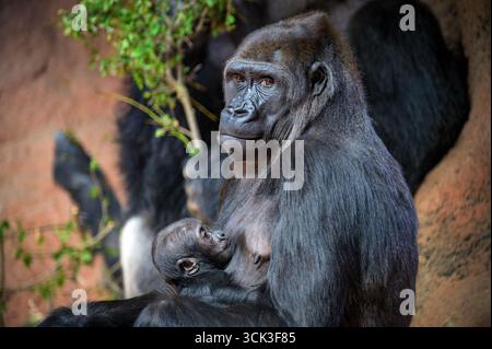 Mère Gorilla tenant et allaitant son bébé Banque D'Images
