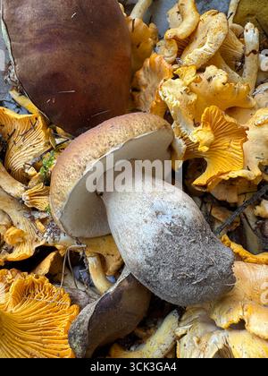 Divers champignons comestibles récoltés dans la forêt. Champignons porcini sur le dessus. Gros plan. Banque D'Images