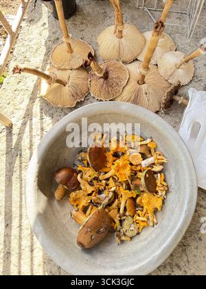 Divers champignons comestibles récoltés dans la forêt. Prise de vue à grand angle. Banque D'Images