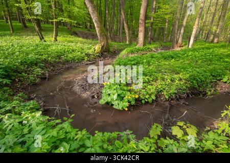 Vue sur un petit ruisseau serpente à travers un plancher forestier vert vibrant, parsemé de fleurs jaunes et de feuillage luxuriant, Planinka, montagnes de Karpaty mâle, Banque D'Images
