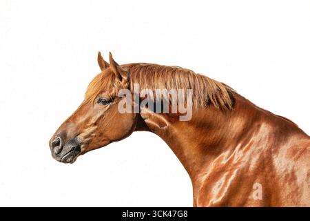 Trakehner. Portrait d'étalon châtaignier, vu sur fond blanc. Allemagne Banque D'Images
