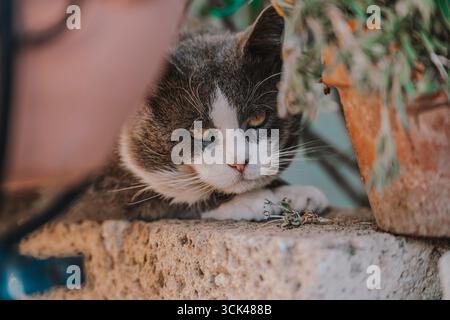 Chat gris et blanc reposant confortablement sur un mur bas à côté d'un pot en terre cuite rempli de plantes vertes luxuriantes, savourant un moment de tranquillité dans le o serein Banque D'Images