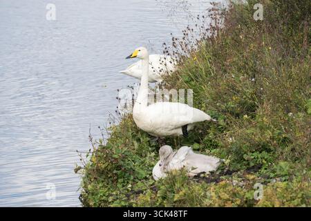 Cygnes, Cygnus Cygnus, deux adultes et un cygnet reposant sur la végétation lacustre, lac Myvatn, Islande, 6 août 2025 Banque D'Images
