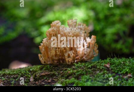 Corail à pointe couronne, champignon corallien, Artomyces pyxidatus. Sur du bois mort dans la forêt, pays-Bas. Banque D'Images