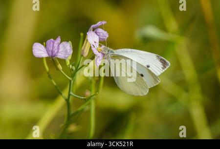 Chou blanc, papillon, Pieris rapae, sur une fleur sauvage violette, pays-Bas. Banque D'Images