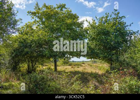 Dal van de Roode Beek, prairies, réserve naturelle Schinveldse Bossen Schinveld, Limbourg, pays-Bas. Banque D'Images