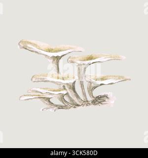 Une illustration aquarelle de champignons, mettant en valeur leurs formes et textures uniques. Banque D'Images