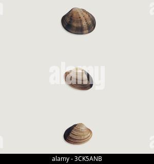 Une collection de trois types différents de palourdes affichés dans un arrangement vertical. Banque D'Images