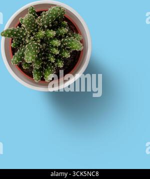 Une vue de dessus d'un cactus en pot avec de petites épines vertes dans un pot rond. Banque D'Images