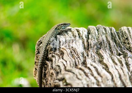 Lézard ocellé se prélasse au soleil sur un morceau de bois altéré, mettant en valeur ses écailles vibrantes et son habitat naturel Banque D'Images