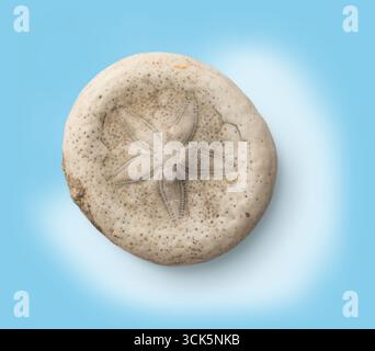 Cette image montre un dollar de sable fossilisé rond et plat, avec un motif en étoile sur sa surface. Banque D'Images