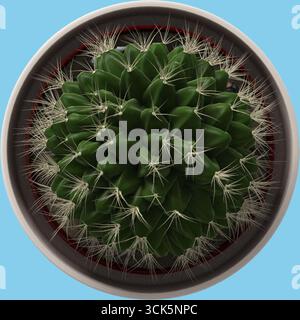 Une vue rapprochée d'un cactus rond avec des épines, présenté dans un cadre circulaire. Banque D'Images