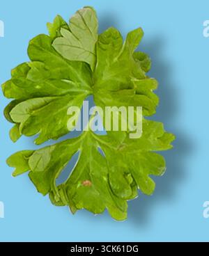 Une feuille verte fraîche de persil, couramment utilisée comme herbe culinaire pour aromatiser les plats et garnir. Banque D'Images