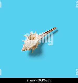 Une vue détaillée d'un coquillage mettant en valeur sa forme et sa texture uniques. Banque D'Images