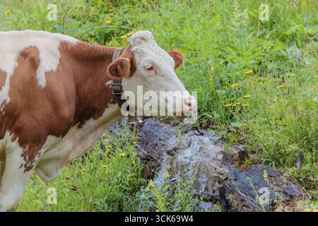 Une vache Holstein-Friesian se dresse sur un pâturage de montagne verdoyant dans la vallée de l'Eng, en Autriche, buvant à une source Banque D'Images