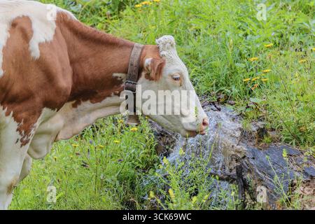 Une vache Holstein-Friesian se dresse sur un pâturage de montagne verdoyant dans la vallée de l'Eng, en Autriche, buvant à une source Banque D'Images